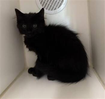 GHANA -  Domestic Short Hair Cat for Adoption in Camarillo, California - GHANA | PetCurious