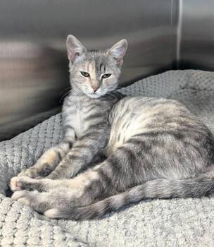 Venetian -  Domestic Short Hair Cat for Adoption in Othello, Washington - Venetian | PetCurious
