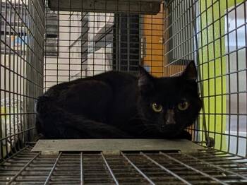 BARN CAT MEDUSA -  Domestic Short Hair Cat for Adoption in Kent, Washington - BARN CAT MEDUSA | PetCurious