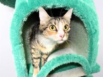 Domestic Short Hair Cats Available for Adoption in Fort Lauderdale, Florida - BUTTERSCOTCH | PetCurious