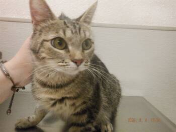 Rescue Domestic Short Hair Cats for Adoption in Oroville, California - SCARLET | PetCurious