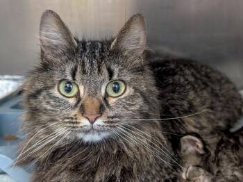 Hatshepsut -  Domestic Long Hair and Cornish Rex Cat for Adoption in Powell, Ohio - Hatshepsut | PetCurious