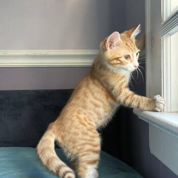 June -  Domestic Short Hair Cat for Adoption in Woodbridge Township, New Jersey - June | PetCurious