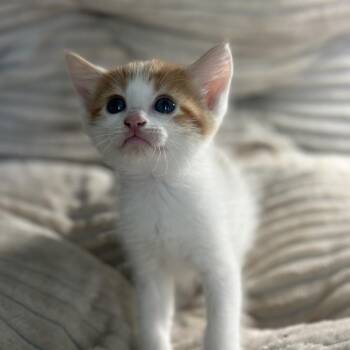 Domestic Medium Hair Cats Available for Adoption in San Saba, Texas - Tigger | PetCurious
