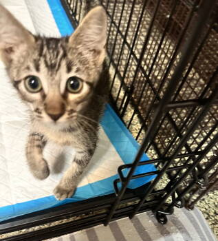 Rescue Domestic Short Hair and Tabby Cats for Adoption in Rosenberg, Texas - Mighty Mouse | PetCurious