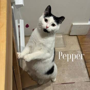 Domestic Short Hair Cats Available for Adoption - Pepper 8 | PetCurious