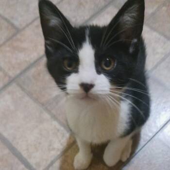 Ted -  Domestic Medium Hair Cat for Adoption in Fairway, Kansas - Ted | PetCurious