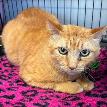 Sunny -  Domestic Short Hair Cat for Adoption in Buffalo, New York - Sunny | PetCurious