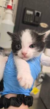 Love is Blind -  Domestic Short Hair Cat for Adoption in Fruit Heights, Utah - Love Is Blind | PetCurious