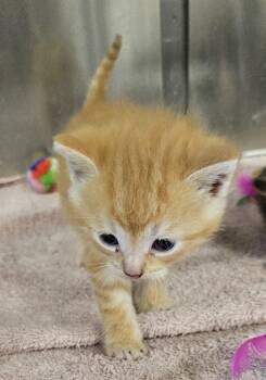 Rescue Domestic Short Hair Cats for Adoption in Portland, Indiana - Emerson | PetCurious