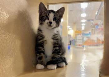 TOMATHAN -  Domestic Short Hair Cat for Adoption in Charlotte, North Carolina - TOMATHAN | PetCurious