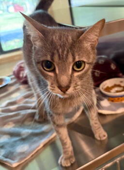 Rescue Domestic Short Hair Cats for Adoption in Midland, Virginia - Waffles | PetCurious