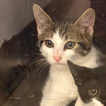 Roan -  Domestic Short Hair Cat for Adoption in Philadelphia, Pennsylvania - Roan | PetCurious