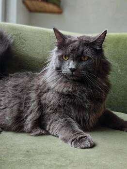 Fluffy -  Domestic Long Hair Cat for Adoption in Chicago, Illinois - Fluffy | PetCurious