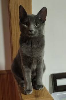 Rescue Domestic Short Hair Cats for Adoption in Pueblo, Colorado - Natalie | PetCurious
