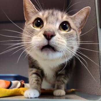 Mable -  Domestic Short Hair Cat for Adoption in Cedar Rapids, Iowa - Mable | PetCurious
