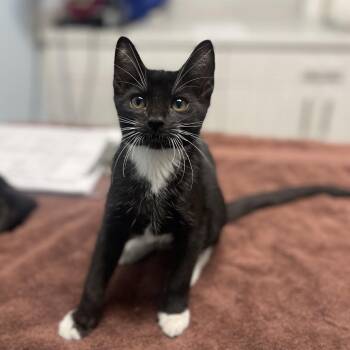 Velociraptor -  Domestic Short Hair Cat for Adoption in Riverside, California - Velociraptor | PetCurious