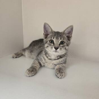 Fir -  Domestic Short Hair Cat for Adoption in Champaign, Illinois - Fir | PetCurious