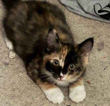 Betsy -  Domestic Long Hair and Calico Cat for Adoption in Morgan Hill, California - Betsy | PetCurious