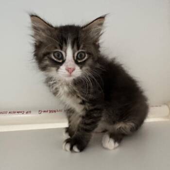 Bell -  Domestic Short Hair Cat for Adoption in Greensboro, North Carolina - Bell | PetCurious