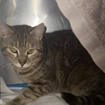 Domestic Short Hair Cats Available for Adoption in Concord, North Carolina - Birdie | PetCurious