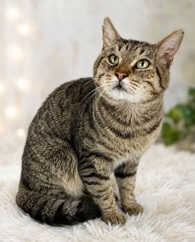 Oliver - Sweet and affectionate -  Domestic Short Hair Cat for Adoption in Muskego, Wisconsin - Oliver - Sweet And Affectionate | PetCurious