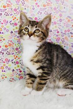 Rescue Domestic Short Hair Cats for Adoption in Ashland, Kentucky - Esmerelda | PetCurious