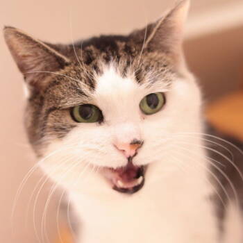 Rescue Domestic Short Hair Cats for Adoption in Philadelphia, Pennsylvania - Enya | PetCurious