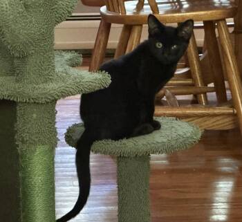 Rescue Domestic Short Hair Cats for Adoption in Salt Point, New York - Eli | PetCurious