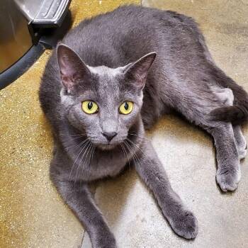 Tupac -  Russian Blue Cat for Adoption in Hemet, California - Tupac | PetCurious