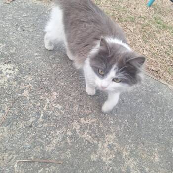 Domestic Long Hair Cats Available for Adoption - Dewdrop | PetCurious