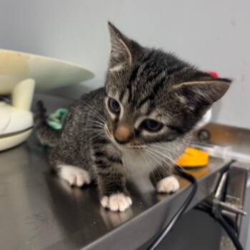 Leopard 4364 -  Domestic Short Hair Cat for Adoption in Columbus, Georgia - Leopard 4364 | PetCurious