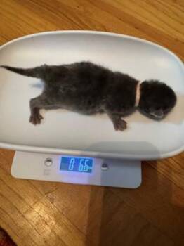 Teddy -  Domestic Medium Hair and Domestic Short Hair Cat for Adoption in Cincinnati, Ohio - Teddy | PetCurious