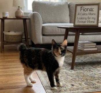 FIONA -  Domestic Short Hair Cat for Adoption in Franklin, Tennessee - FIONA | PetCurious