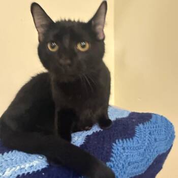 Monty -  Domestic Short Hair Cat for Adoption in Houston, Texas - Monty | PetCurious