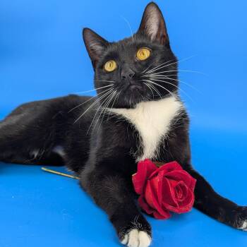 Tuxedo Cats Available for Adoption in Tucker, Georgia - Chip (Full-time Sidekick) | PetCurious