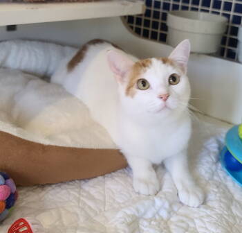 Rescue Tabby and Domestic Short Hair Cats for Adoption in Rockwall, Texas - Vienna | PetCurious