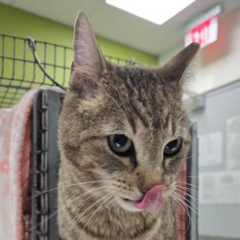 Domestic Short Hair Cats Available for Adoption in Las Cruces, New Mexico - 21113 | PetCurious