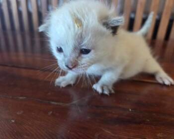 Siamese Cats Available for Adoption in San Francisco, California - Trek (Bonded With Tread) | PetCurious