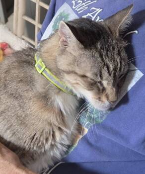 Pecos -  Domestic Short Hair Cat for Adoption in Corrales, New Mexico - Pecos | PetCurious