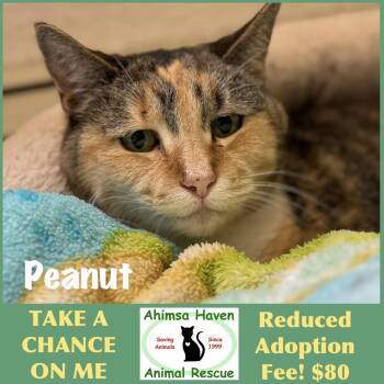 Peanut -  Domestic Short Hair and Calico Cat for Adoption in Winchendon, Massachusetts - Peanut | PetCurious