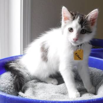 Rescue Tabby Cats for Adoption in Hoquiam, Washington - Asher - Fluffy & Sweet | PetCurious