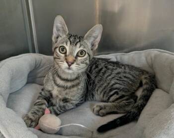 Frodo -  Tabby Cat for Adoption in Los Angeles, California - Frodo | PetCurious
