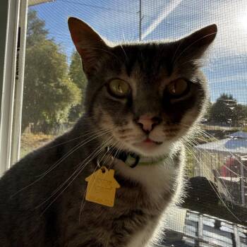 Thia -  Domestic Short Hair Cat for Adoption in Portland, Oregon - Thia | PetCurious
