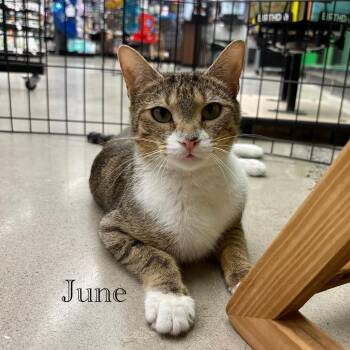Domestic Short Hair Cats Available for Adoption in Hazlet, New Jersey - June | PetCurious