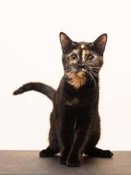 Ampurr Glen (Olympic Gold Litter) -  Tortoiseshell and Domestic Short Hair Cat for Adoption in Baltimore, Maryland - Ampurr Glen (Olympic Gold Litter) | PetCurious