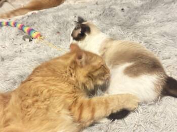Rescue Domestic Long Hair Cats for Adoption in Price, Utah - Mufasa | PetCurious