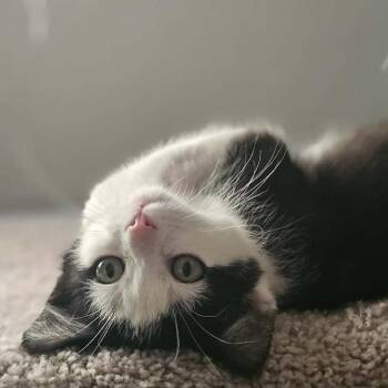 Louie -  Domestic Short Hair Cat for Adoption in Sioux Falls, South Dakota - Louie | PetCurious