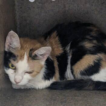 Nay -  Domestic Short Hair Cat for Adoption in Philadelphia, Pennsylvania - Nay | PetCurious