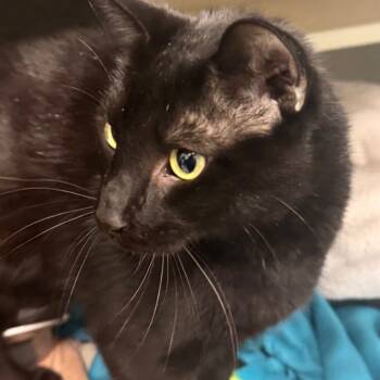 Rescue Domestic Short Hair Cats for Adoption in Wheeling, Illinois - Lucas | PetCurious